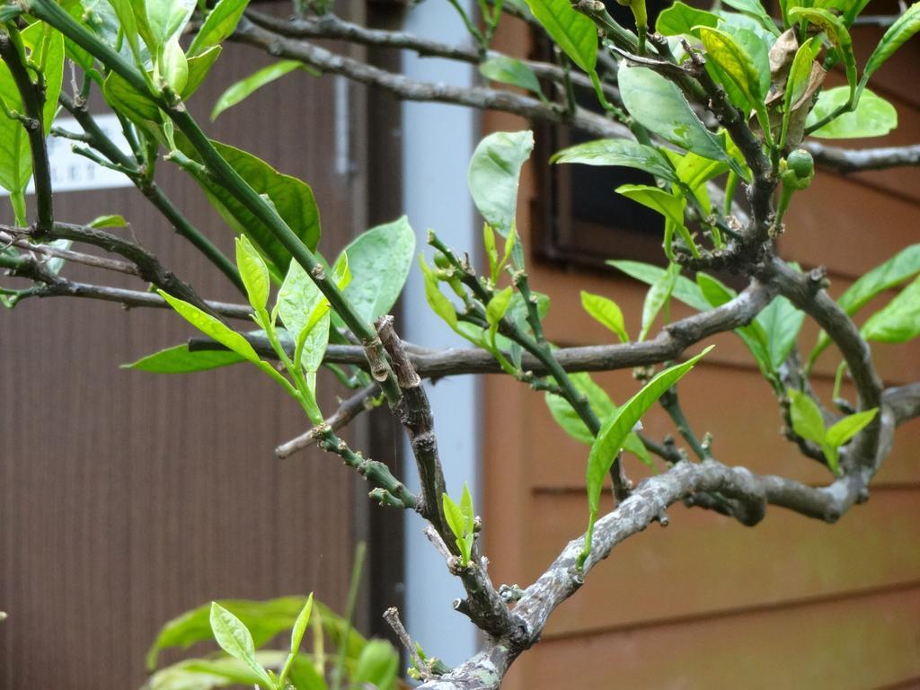 Funamiso Otel Hachijo Dış mekan fotoğraf